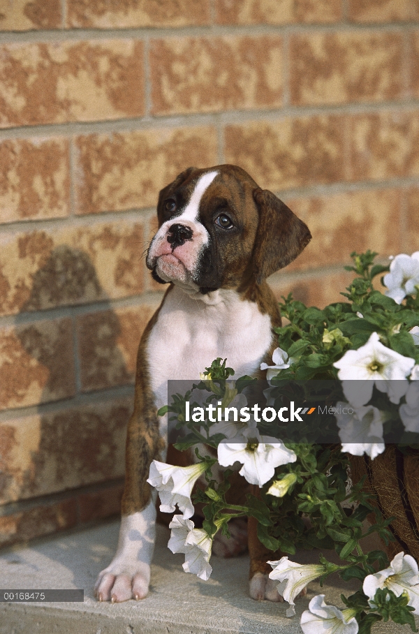 Cachorro de Boxer (Canis familiaris) atigrado detrás de pote de flor