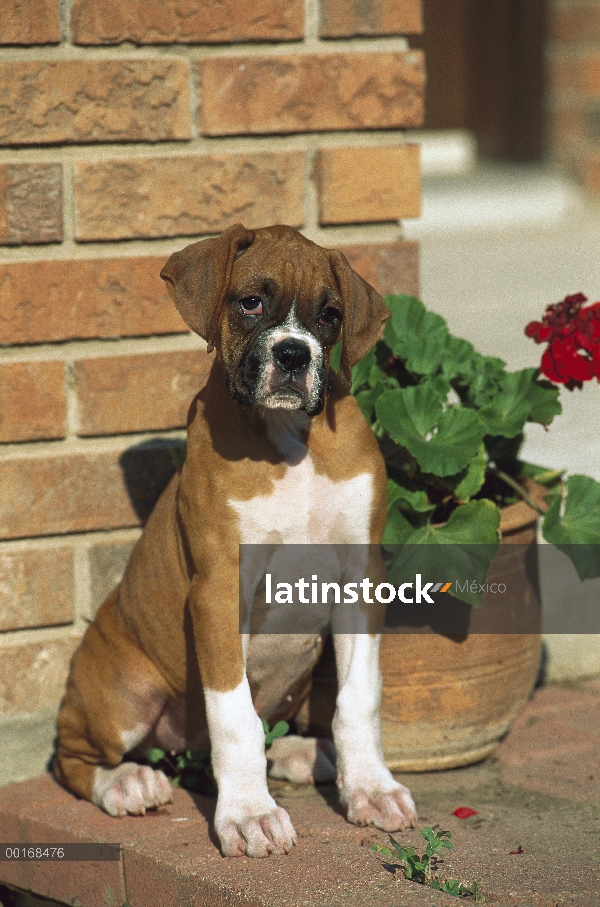 Cachorro de Boxer (Canis familiaris) leonado junto a maceta