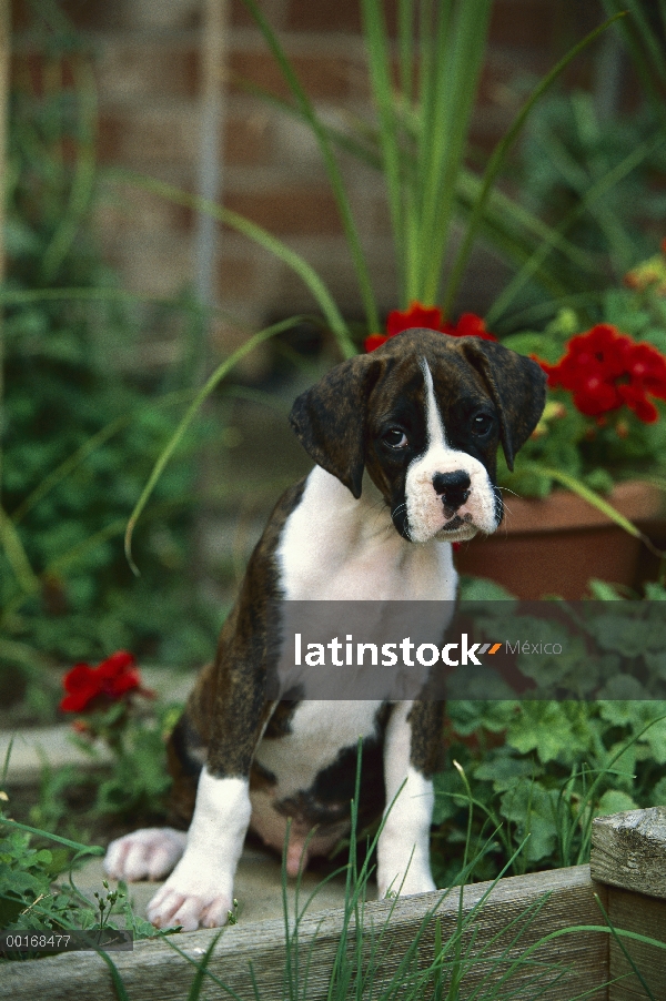 Cachorro de Boxer (Canis familiaris) atigrado en jardín