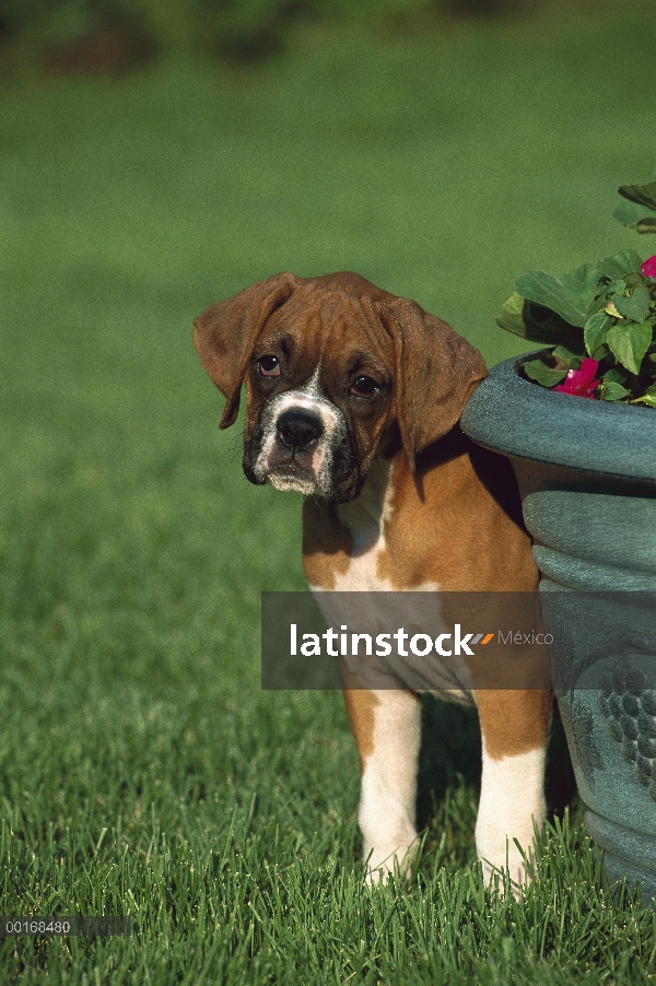 Boxeador (Canis familiaris) fawn escondiendo perrito detrás de pote de flor