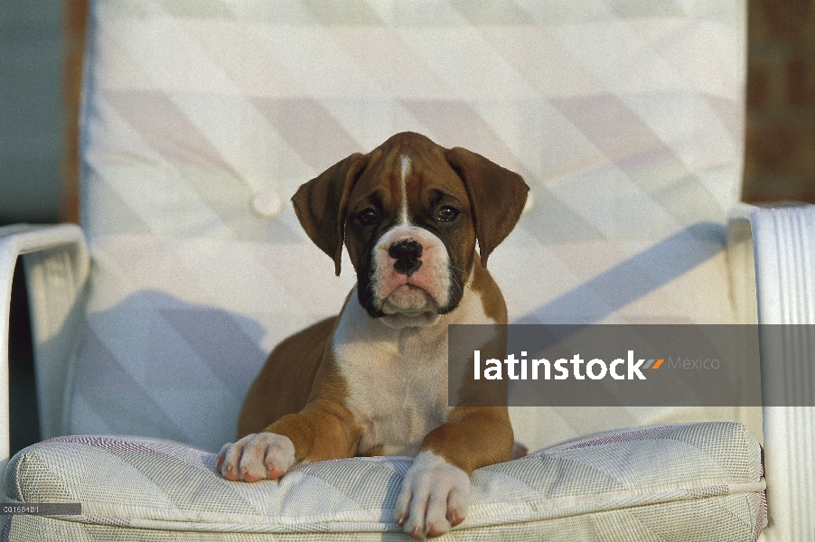 Cachorro de Boxer (Canis familiaris) leonado en silla