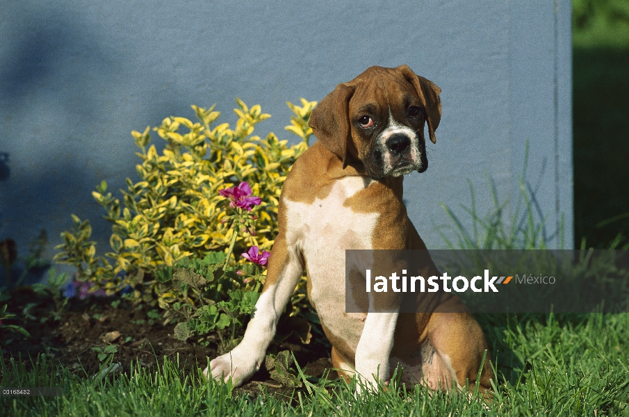 Cachorro leonado curioso boxeador (Canis familiaris)