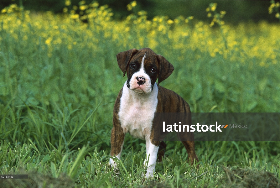 Pie de atigrado cachorro Boxer (Canis familiaris) en pasto