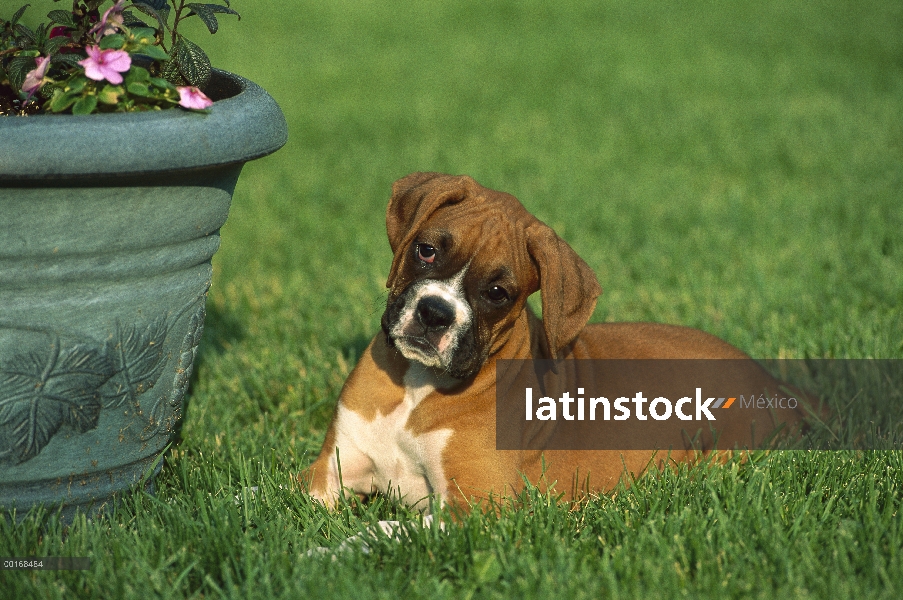 Cachorro de Boxer (Canis familiaris) leonado tendido en la hierba