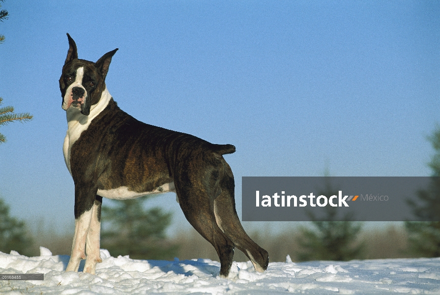 Brindle del boxeador (Canis familiaris) en nieve