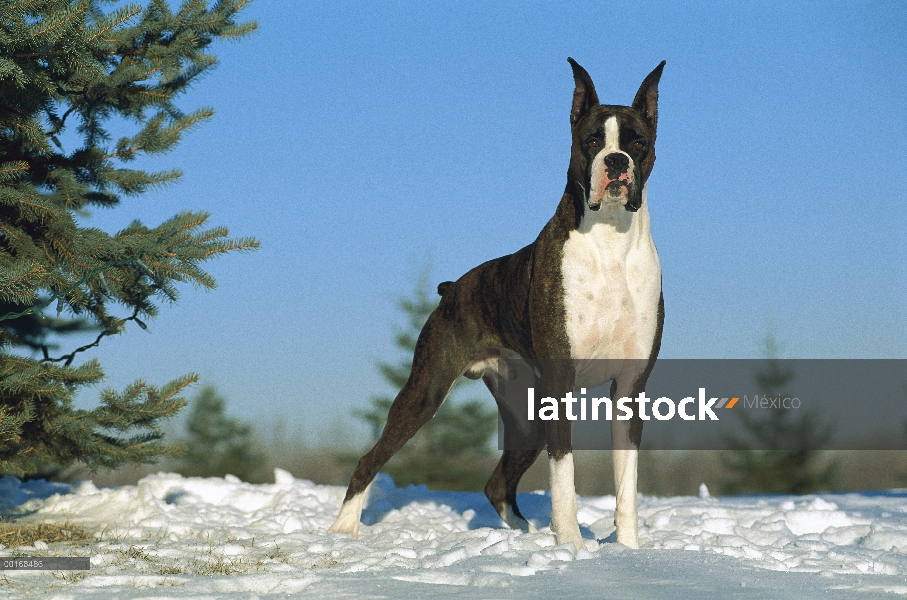 Pie adulto boxeador (Canis familiaris) atigrado en nieve