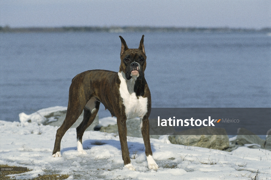 Pie adulto boxeador (Canis familiaris) atigrado en nieve