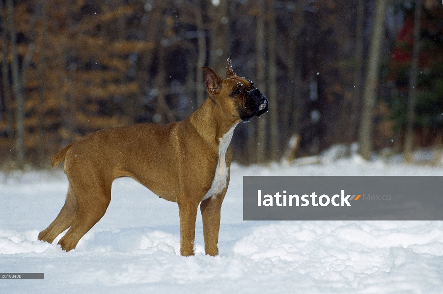 Boxeador (Canis familiaris) leonado adulto de pie en la nieve