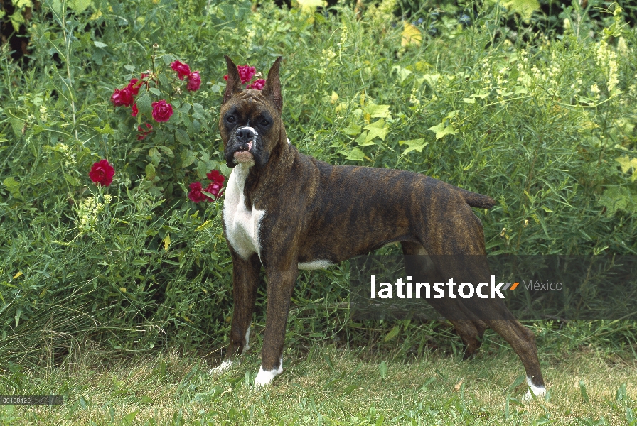 Pie macho Boxer (Canis familiaris) atigrado en pasto