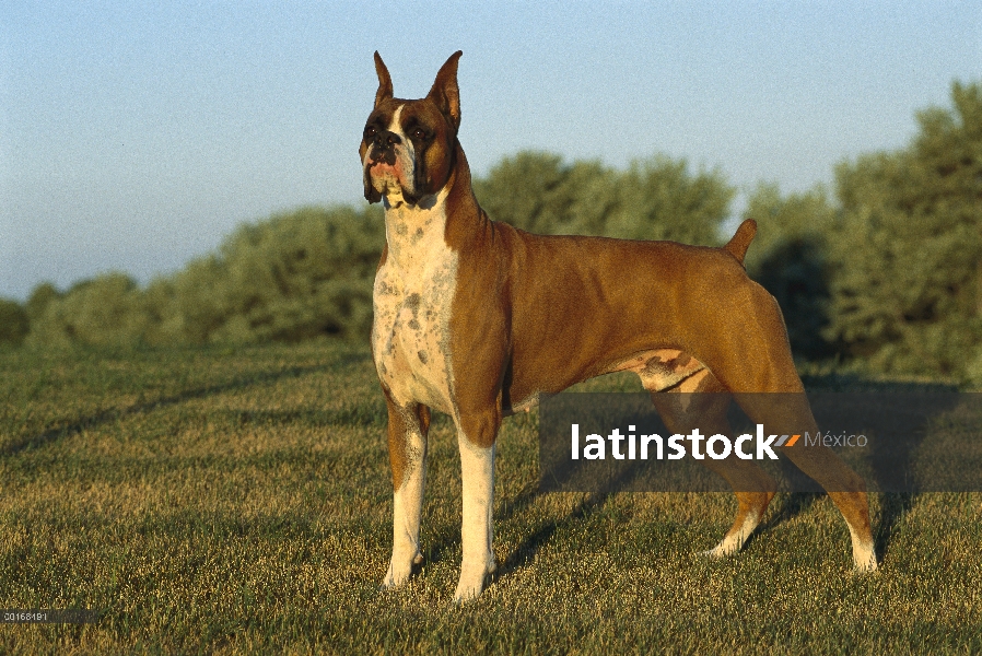 Macho leonado alerta boxeador (Canis familiaris)