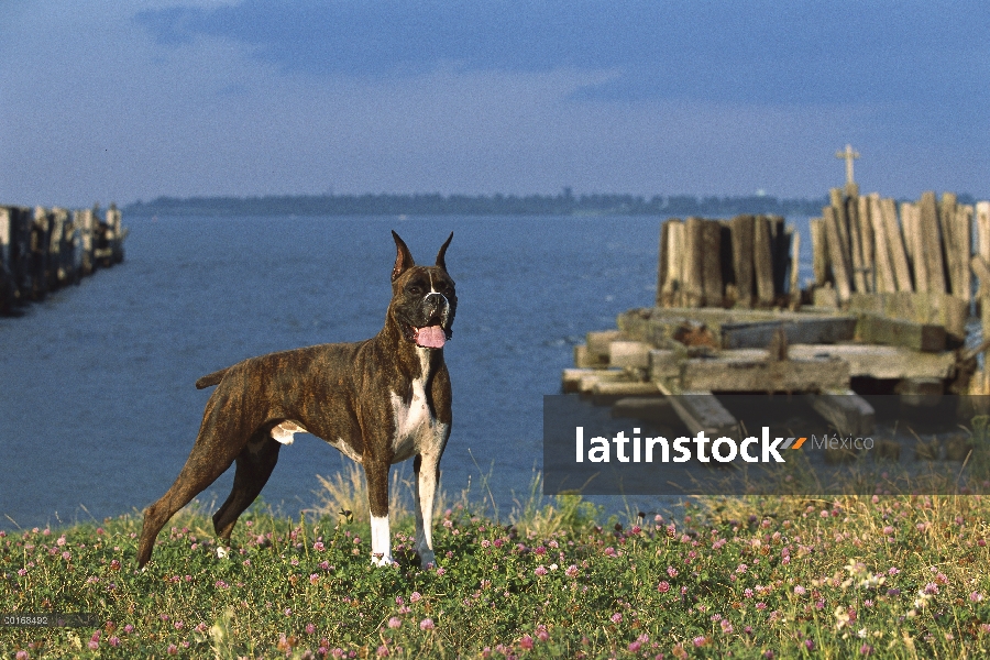 Brindle del boxeador (Canis familiaris) masculino