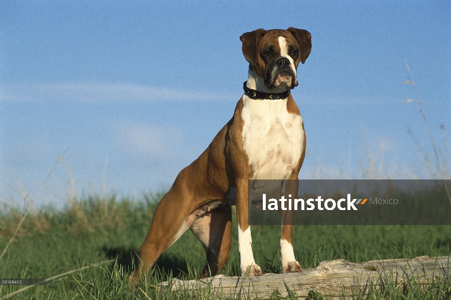 Hembra de Boxer (Canis familiaris) leonado con orejas naturales