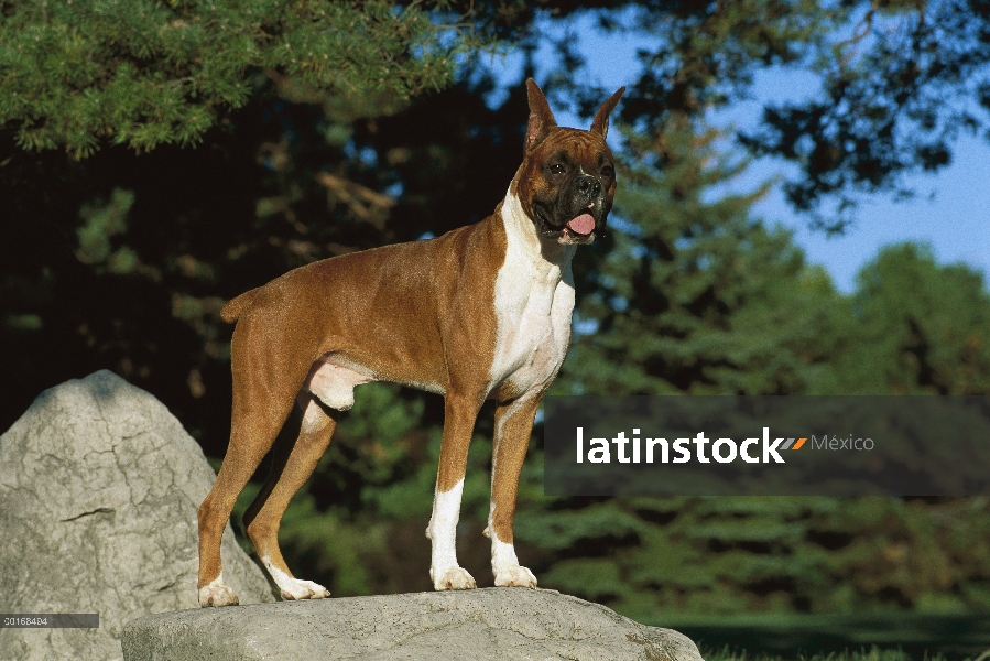 Macho de Boxer (Canis familiaris) leonado