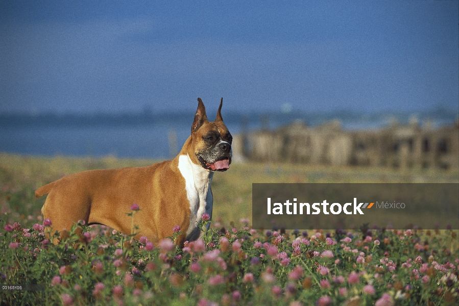 Adulto de boxeador (Canis familiaris) leonado en Prado