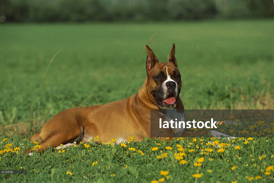 Cervatillo de boxeador (Canis familiaris) adulto acostado