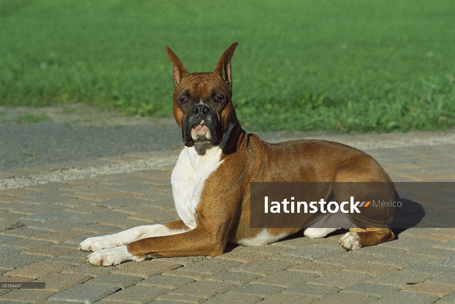 Cervatillo de boxeador (Canis familiaris) masculino tendido en el patio