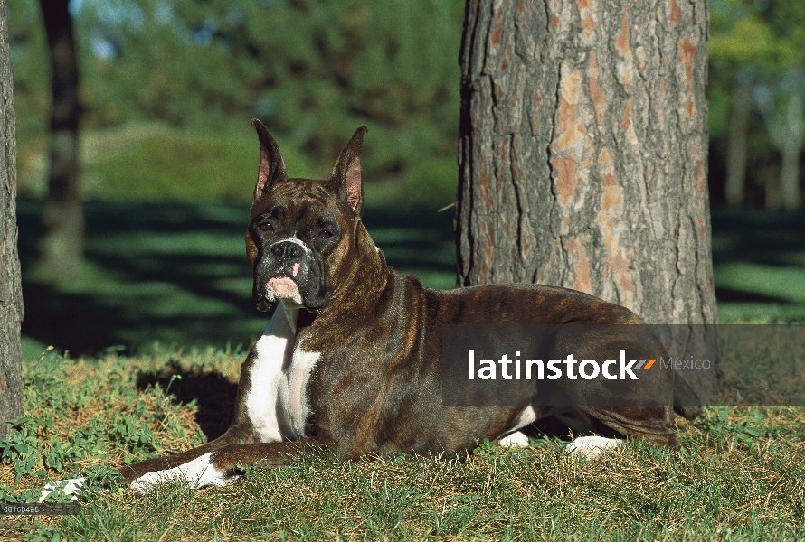 Macho atigrado de boxeador (Canis familiaris) establecen