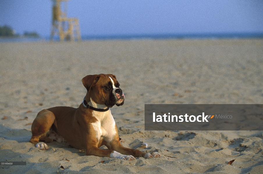 Cervatillo de boxeador (Canis familiaris) adulto tendido en la arena en la playa, orejas naturales