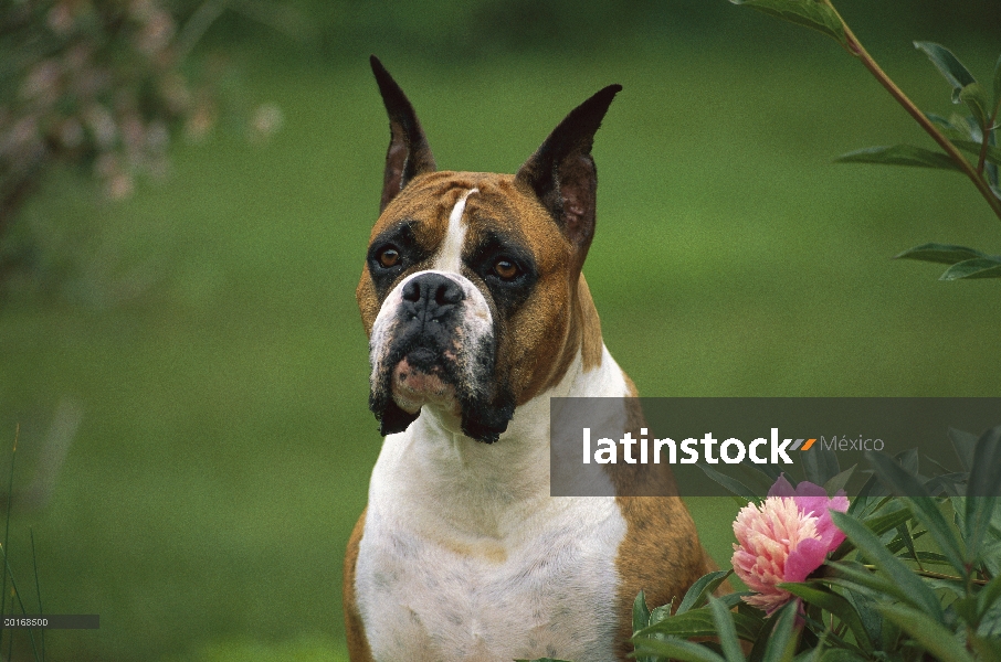 Brindle del boxeador (Canis familiaris), retrato