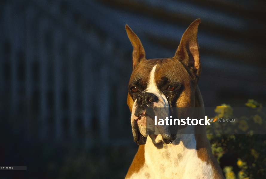 Boxeador (Canis familiaris) fawn color adulto, retrato