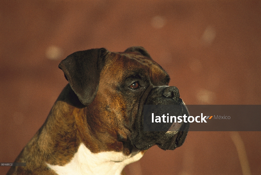 Orejas naturales del retrato de boxeador (Canis familiaris)