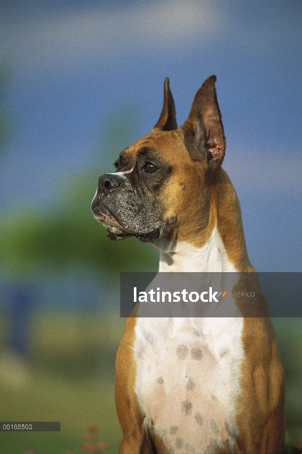 Retrato del boxeador (Canis familiaris) de un leonado adulto