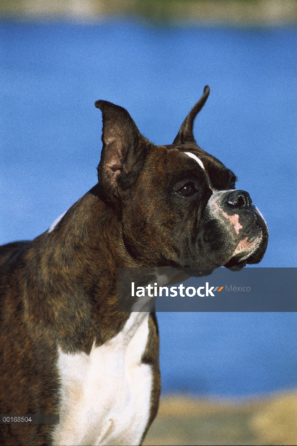 Retrato del boxeador (Canis familiaris) de adulto atigrado