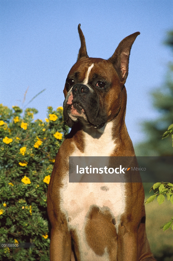 Retrato del boxeador (Canis familiaris) de leonado adulto