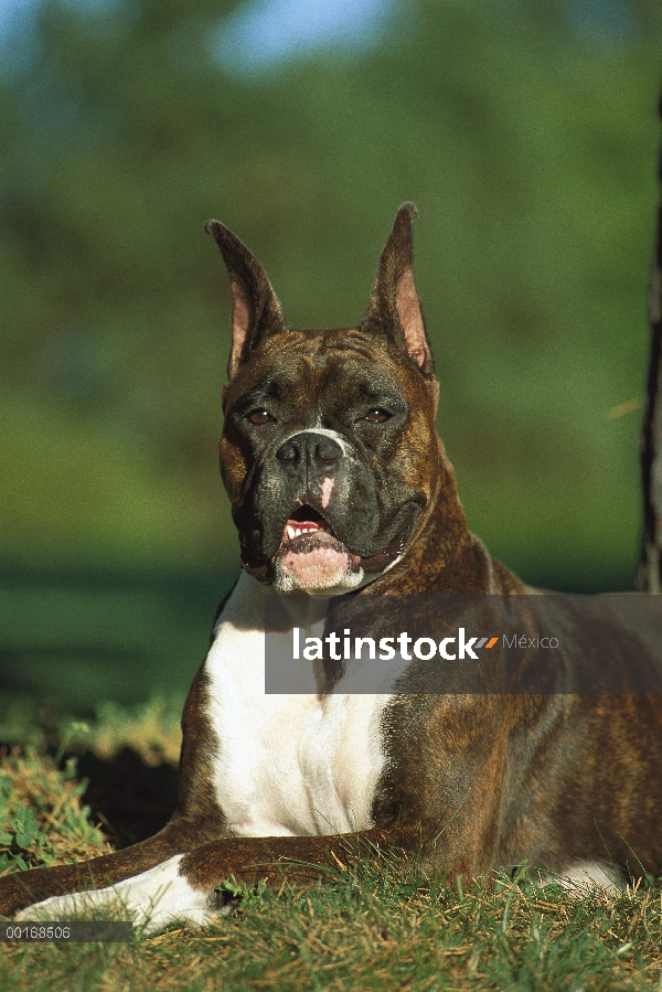 Brindle del boxeador (Canis familiaris) en pasto