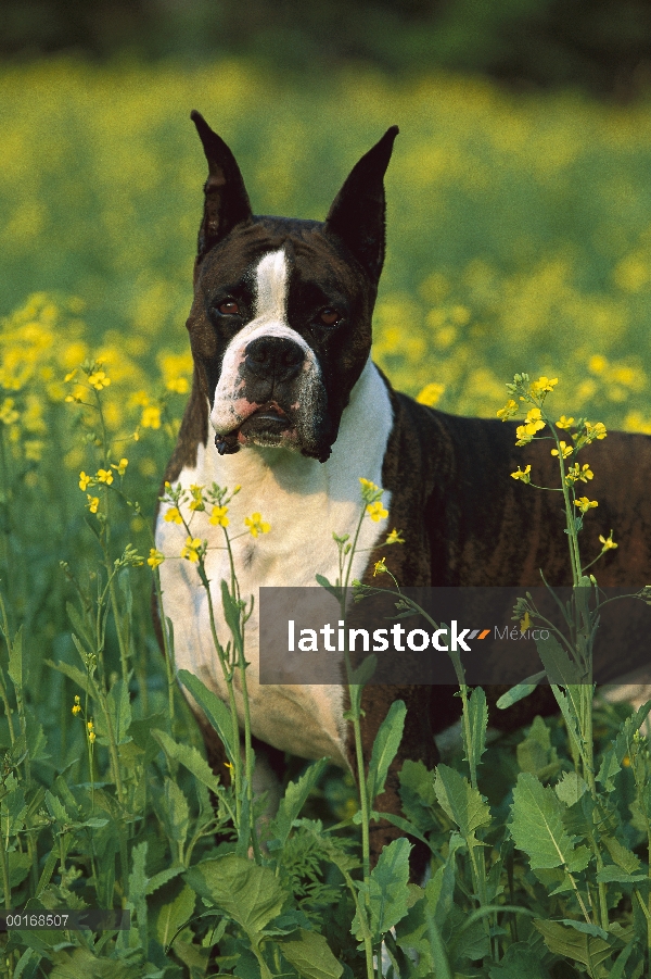 Brindle del boxeador (Canis familiaris) en Prado