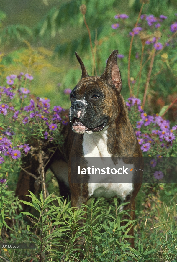 Brindle del boxeador (Canis familiaris) en campo de flores