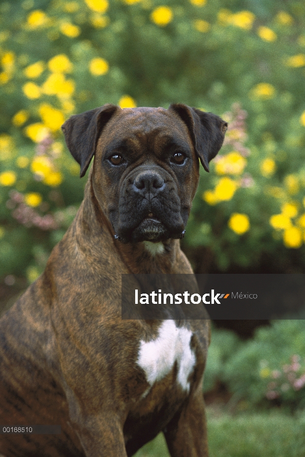 Brindle del boxeador (Canis familiaris) con máscara negra y orejas naturales