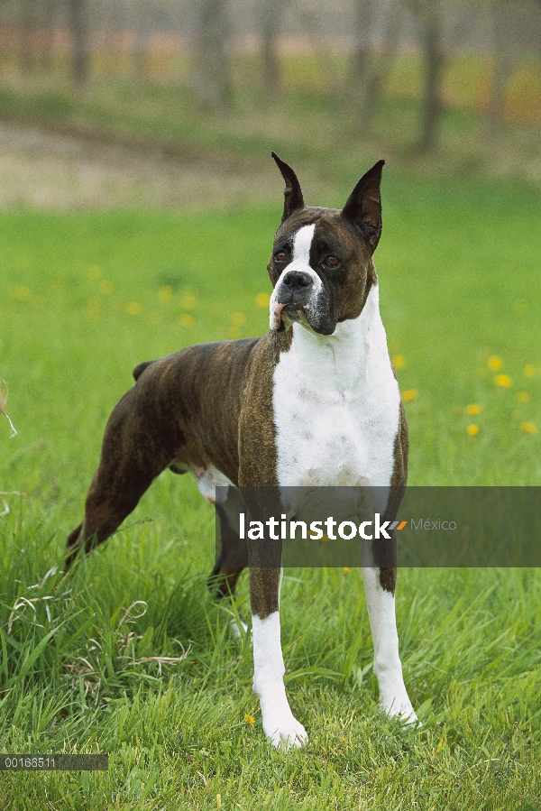 Brindle del boxeador (Canis familiaris), hombre llamativo en pasto