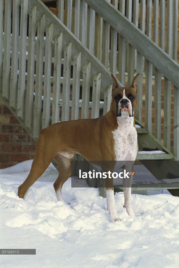 Alerta de boxeador (Canis familiaris) fawn macho de pie en la nieve