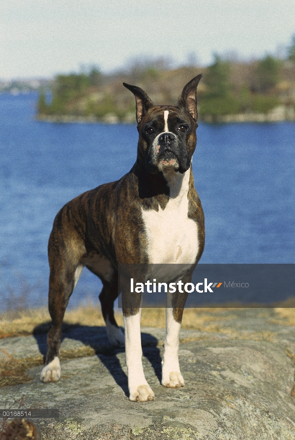 Brindle del boxeador (Canis familiaris) de pie cerca de borde de las aguas