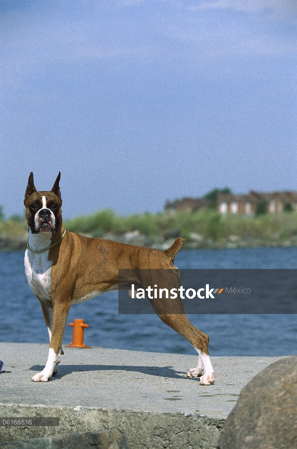 Pie macho Boxer (Canis familiaris) en la rampa