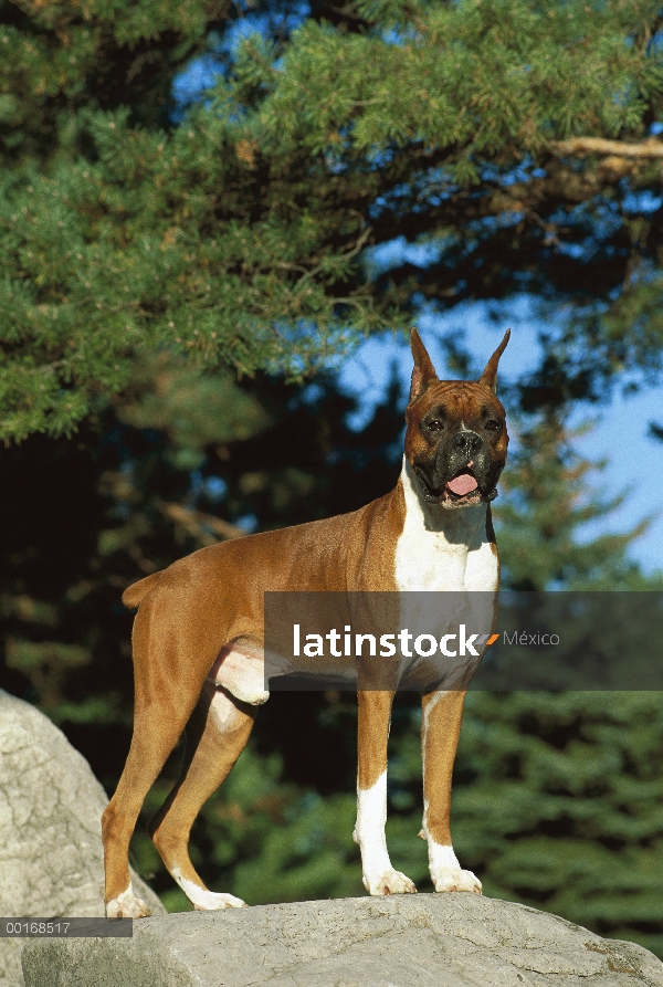 Macho de Boxer (Canis familiaris) leonado