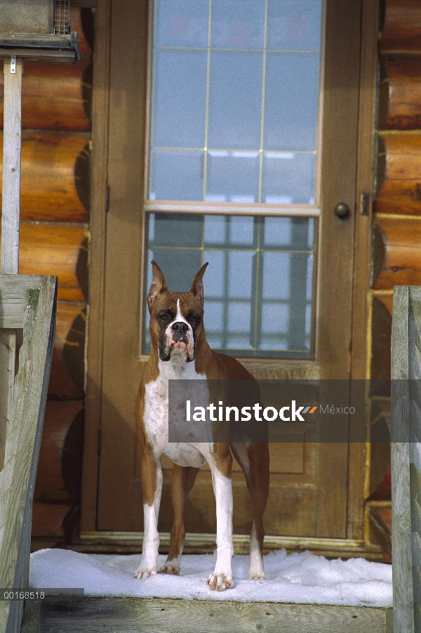 Boxeador (Canis familiaris) en la puerta esperando para salir de la nieve