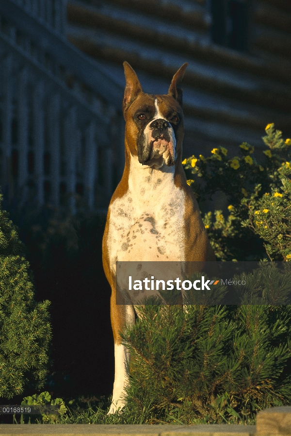 Cervatillo de boxeador (Canis familiaris) detrás de arbustos