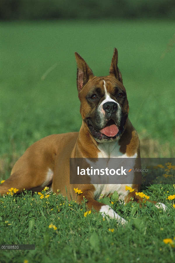 Cervatillo de boxeador (Canis familiaris) en pasto