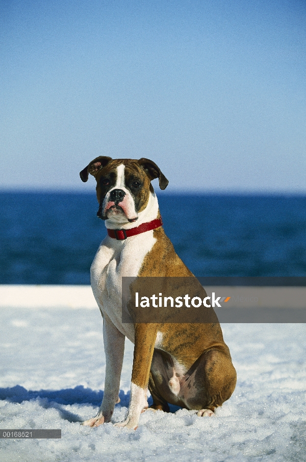 Varón joven boxeador (Canis familiaris) sentado en la nieve