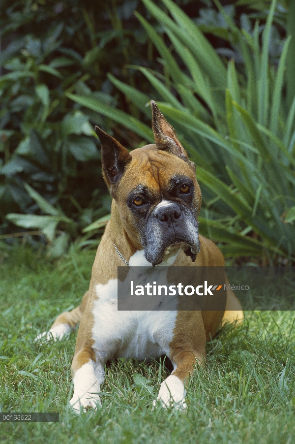 Mayor cervatillo más viejo boxeador (Canis familiaris) con canas máscara tendido en la hierba