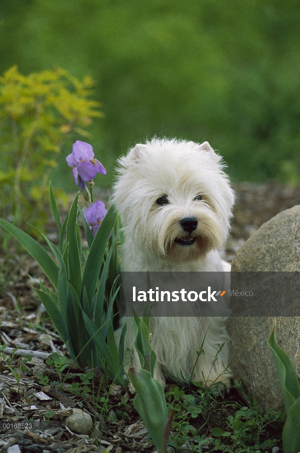 West Highland White Terrier (Canis familiaris) sentado entre la roca y un iris