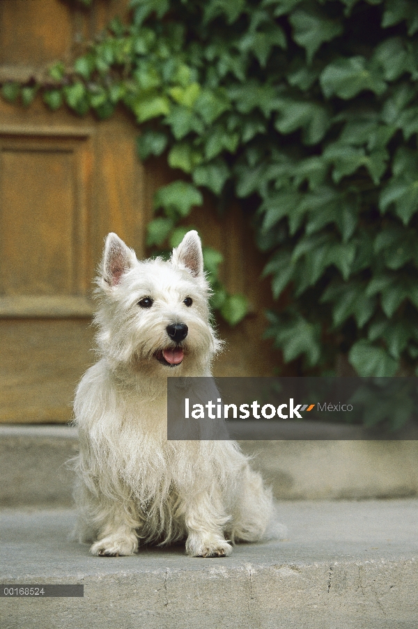 West Highland White Terrier (Canis familiaris) sentado en el paso