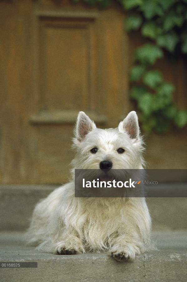 West Highland White Terrier (Canis familiaris) en paso