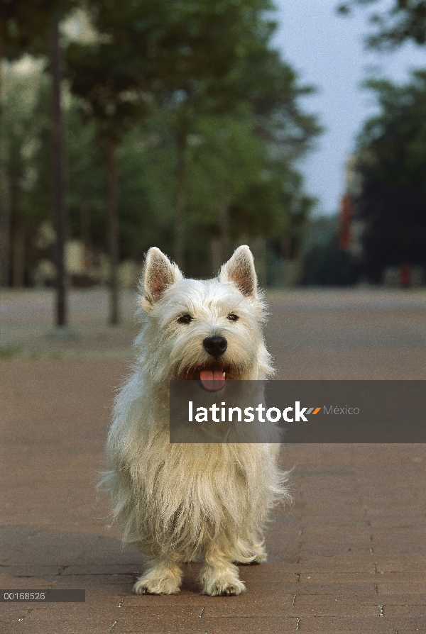 West Highland White Terrier (Canis familiaris) en ladrillo camino jadeando