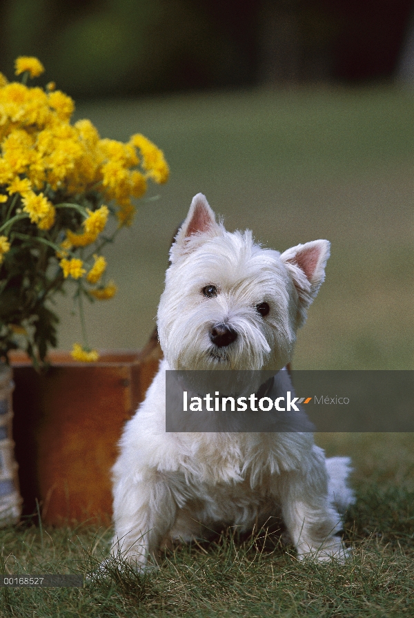 West Highland White Terrier (Canis familiaris) sentado en la hierba con la curiosa inclinación de ca