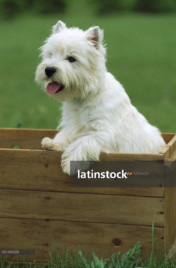 West Highland White Terrier (Canis familiaris) en caja de madera