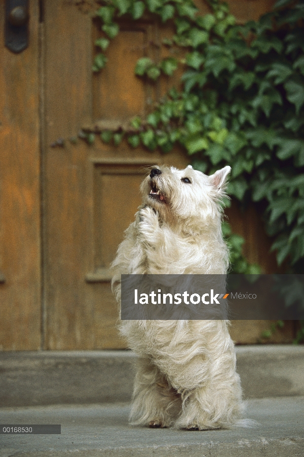 West Highland White Terrier (Canis familiaris) de pie sobre las patas traseras