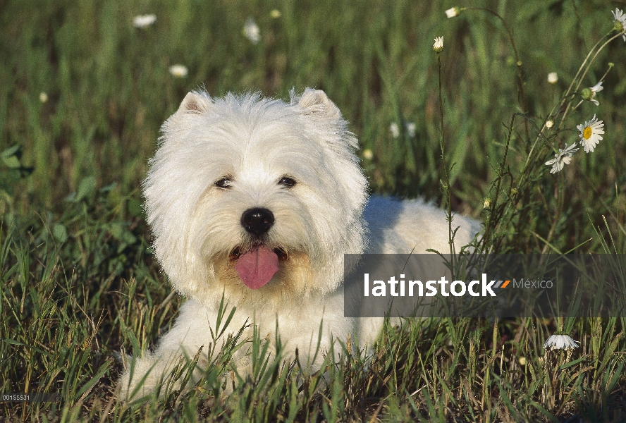 West Highland White Terrier (Canis familiaris) en hierba jadeando